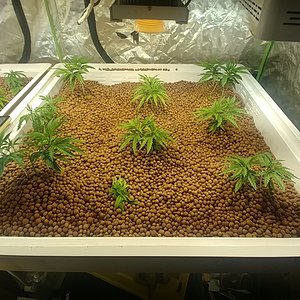 Chemdawg #1 Clones