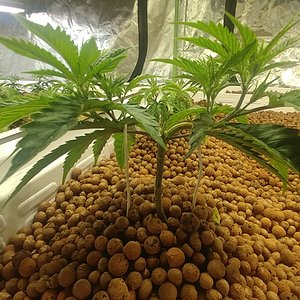 Chemdawg #1 Clones