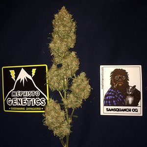 Samsquanch OG cola mg sticker