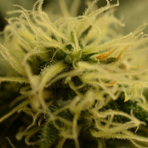 Cloud Candy Day 31 Flower