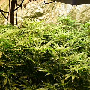 Clones Day 15 Flower