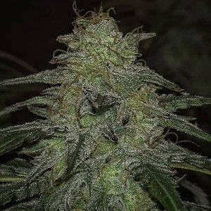 RocbudInc- Grape Dosi Breath