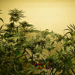 CC #1 Day 54 Flower