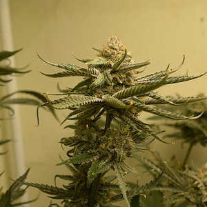 CC#1 Day 54 Flower