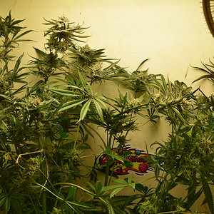 CC#1 Day 58 Flower Harvest