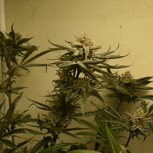 CC#1 Day 58 Flower Harvest