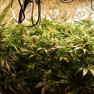 Clones Day 33 Flower