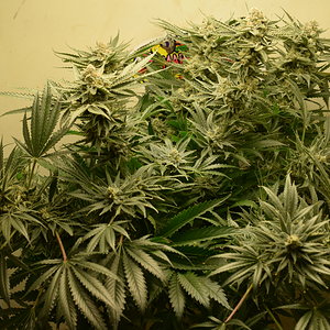 Chemdawg #1 Day 57 Flower