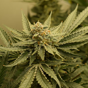 Chemdawg #1 Day 57 Flower