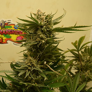 Chemdawg #1 Day 68 Harvest