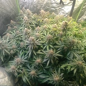 Clones Harvest day 51