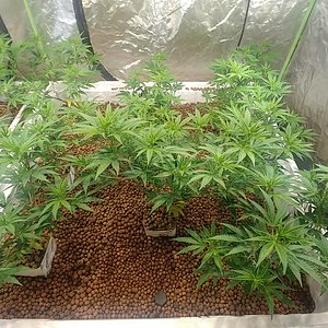 Day 10 Flower