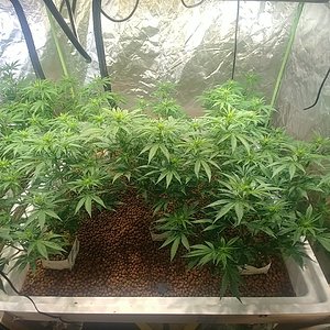 Day 14 Flower