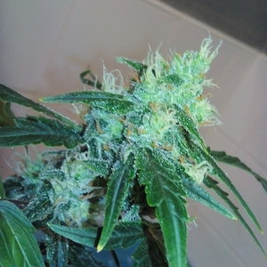 Widow cheese chronic