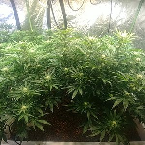 Day 21 Flower