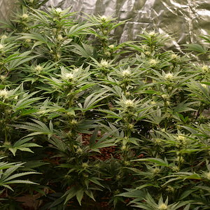 Day 21 Flower