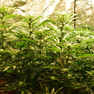 Day 21 Flower