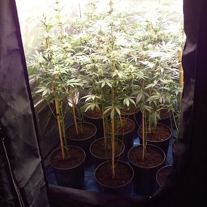 White chem 38days from seed