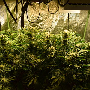 Day 35 Flower