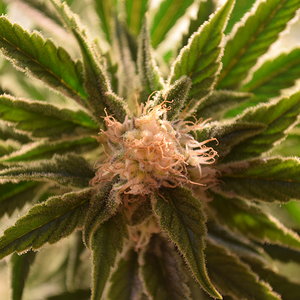 Day 35 Flower