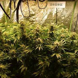 Day 42 Flower