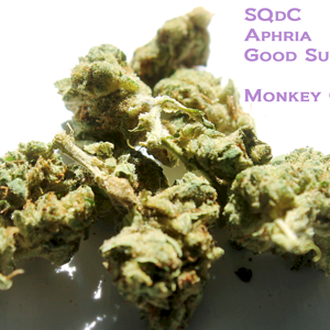 SQdC - Aphria - Good Supply - Monkey Glue