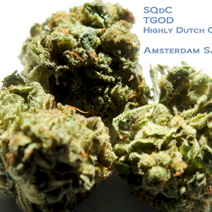 SQdC - TGOD, Highly Dutch Organic - Amsterdam Sativa