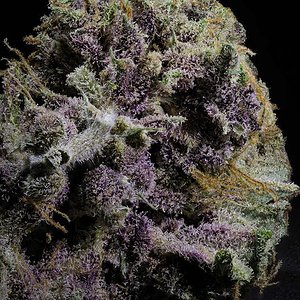 RocbudInc-Magic Cookies V1.2 ( PURP PHENO )