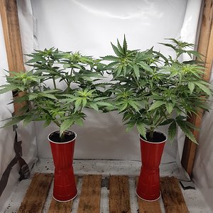 Big bud autos