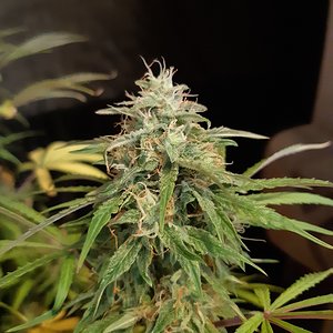 Big bud auto