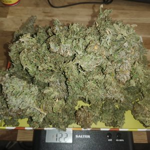 Mephisto - Mango Smile - 127g