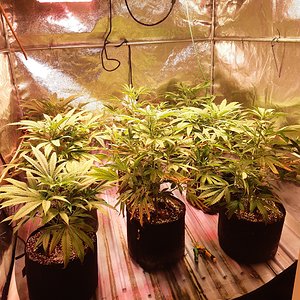 Unknown clones