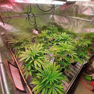 Unknown clones