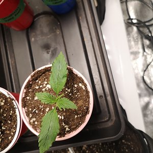 Hubbabubbahaze - Day 9