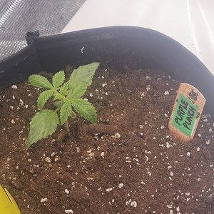 Purple Punch - Day 13