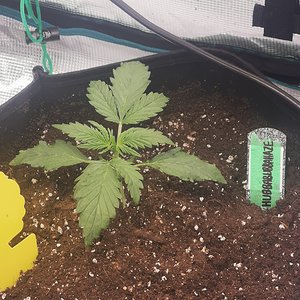 Hubbabubbahaze - Day 13