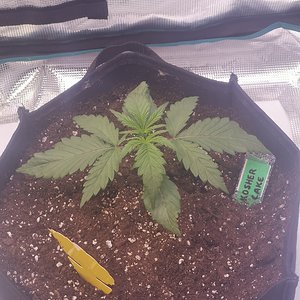 Kosher Cake - Day 13