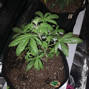 Purple Punch - Day 26