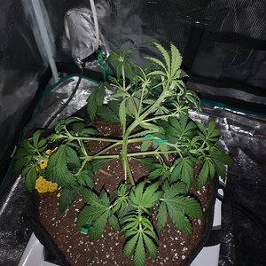 Hubbabubbahaze - Day 26