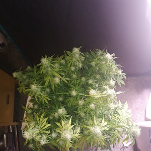 Kosher Cake - Day 53