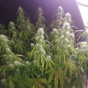 Kosher Cake - Day 53