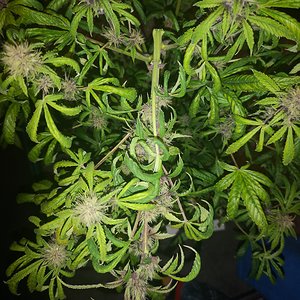 Purple Punch - Day 53