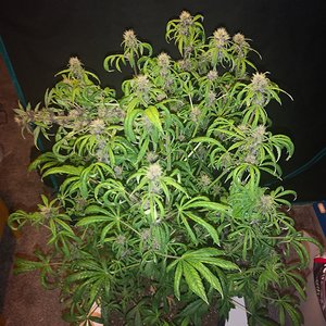 Purple Punch - Day 53