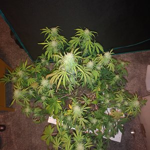 Hubbabubbahaze - Day 53