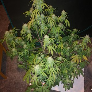 Hubbabubbahaze - Day 53