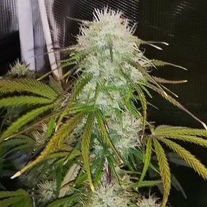 Hubbabubbahaze - Day 58