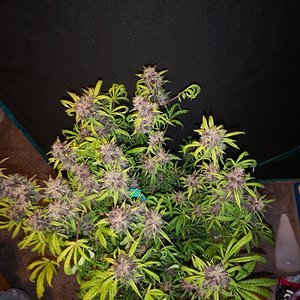 Purple Punch - Day 62