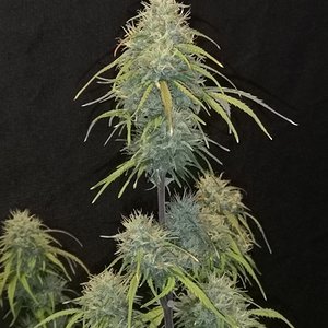 Hubbabubbahaze - Day 62