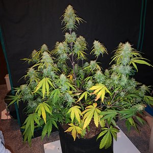 Hubbabubbahaze - Day 62