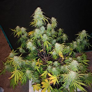 Hubbabubbahaze - Day 62